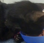 black short haired kitten eating with his head plastered into a small blue bowl