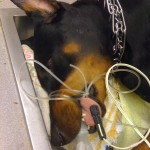 doberman dog under anesthesia doberman dog under anesthesia
