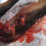 dog foot car ripped off toe at surgery dog foot car ripped off toe at surgery