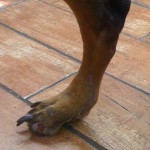 dog foot missing toe dog foot missing toe