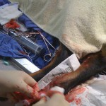 dog foot surgery dog foot surgery