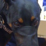 muzzled doberman pinscher dog muzzled doberman pinscher dog
