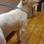 APBT pit bull mange APBT pit bull mange