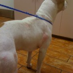 demodectic mange bulldog demodectic mange bulldog