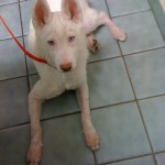 german shepherd puppy 2 weeks after mange treatment german shepherd puppy 2 weeks after mange treatment
