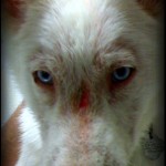 shepherd puppy mange on face shepherd puppy mange on face