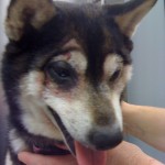 shiba inu mange shiba inu mange