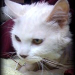 awake after near death experience white mowgi awake after transfusion