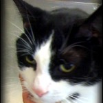 cat blood donor black and white tuxedo cat