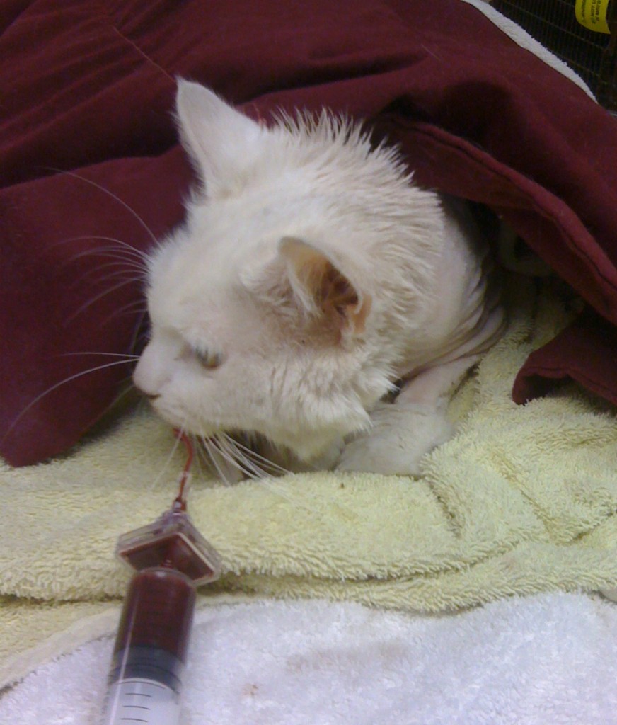 cat blood transfusion The Vet