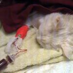 cat getting a transfusion IV line with red life-giving cat blood