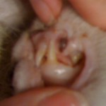 pale gums in a cat anemia makes this cat's gums white