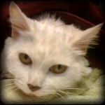 starting to wake up white cat looks up at camera after transfusion
