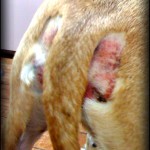 raw bald butt on a dog spreading red, crusty sores and baldness on either side of the tail base on a yellow german shepherd lab mixed breed dog