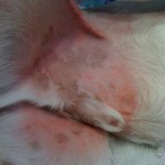 red belly dog dry, itchy cracked, red skin on the belly and inguinal area of a flea-allergic dog
