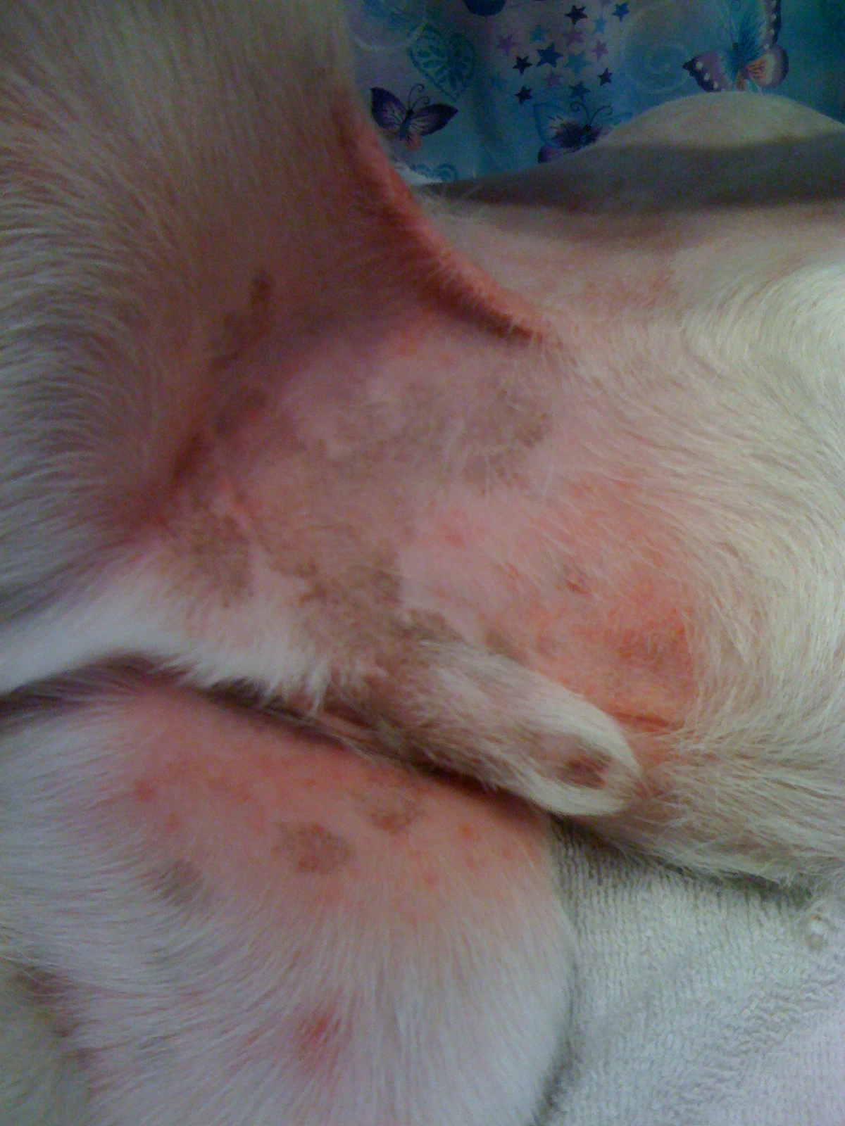 Red Rash On Dog Belly